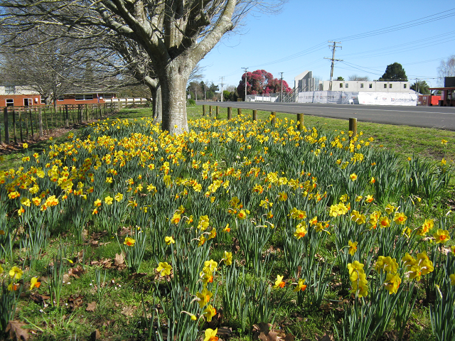 Daffodils - Cambridge Tree Trust